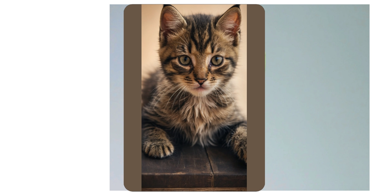 11 Cute Kitten Wallpaper Ideas to Brighten Your Screen